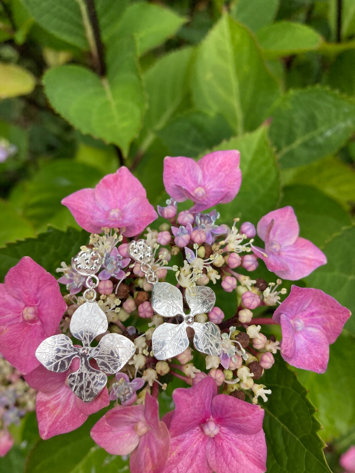 Pink hydrangea flower with pair of Kim Styles hydrangea silver drop earrings resting on flower, hand made on isle of Wight
