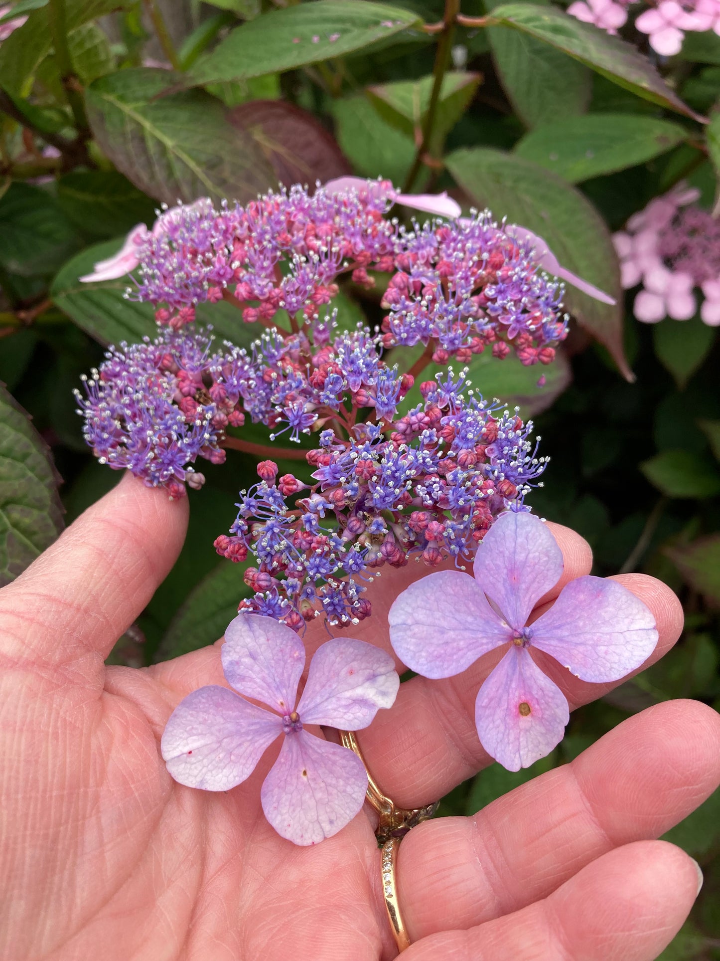 Original hydrangea plant that inspired Kim Styles silver drop earrings