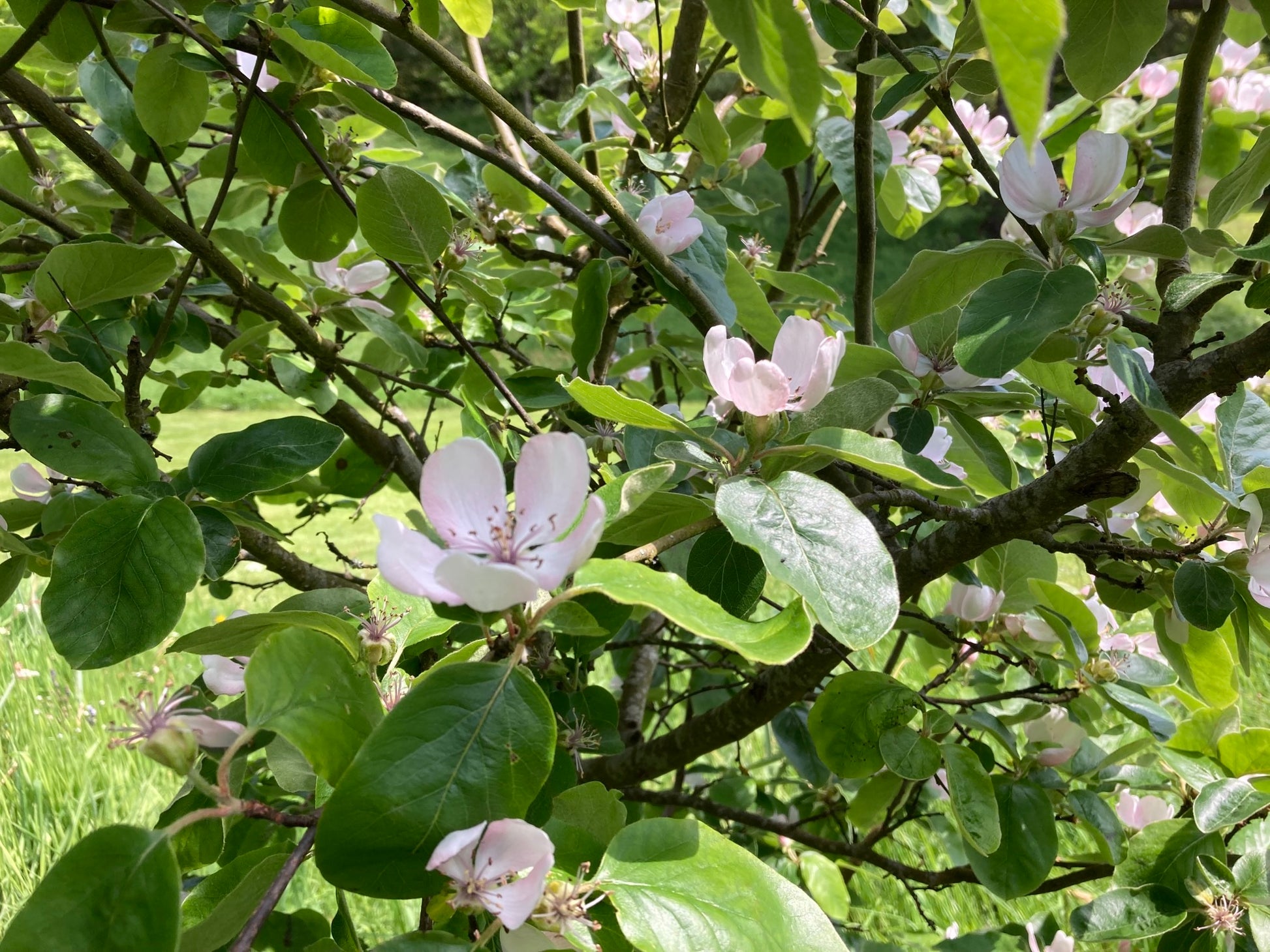 quince tree flowers in blossom 